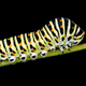 Caterpillar of Papilio machaon Photo: Wikipedia